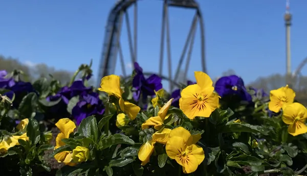 Yellow and purple flowers with Colossos in the background of heide park